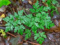 Geranium robertianum Eket, Toarp, Malmö, Skåne, Sweden 20231113_0120