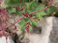 Geranium robertianum Grodreservatet, Norra hamnen, Malmö, Skåne, Sweden 20160529_0119