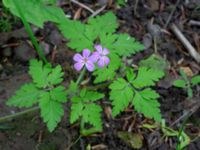 Geranium robertianum Katrinetorp, Malmö, Skåne, Sweden 20210528_0043