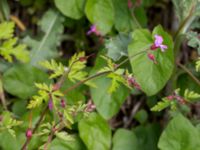 Geranium robertianum Svanetorpsvägen, Åkarp, Lomma, Skåne, Sweden 20150603_0029