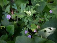 Geranium robertianum Svirskoye ushele, Lazarevskoye, Krasnodar, Russia 20160913_0464