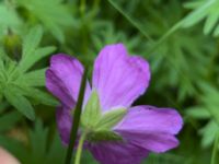 Geranium sanguineum Bulltoftaparken, Malmö, Skåne, Sweden 20220614_IMG_7373