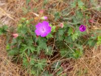 Geranium sanguineum Löderups strandbad, Ystad, Skåne, Sweden 20180620_0072