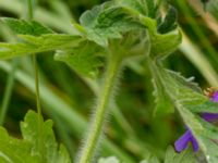 Geranium x magnificum Flygarvägen 19B, Höllviken, Vellinge, Skåne, Sweden 20170609_0042