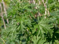 Geranium x magnificum Hamnutfyllnaden, Halmstad, Halland, Sweden 20190606_0088