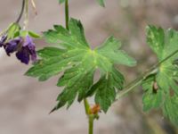 Geranium x magnificum Sliparebacken N delen, Lund, Skåne, Sweden 20220804_0029