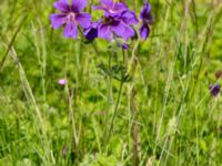 Geranium x magnificum Ulricedal, Malmö, Skåne, Sweden 20200617_0057