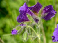 Geranium x magnificum Ulricedal, Malmö, Skåne, Sweden 20200617_0060