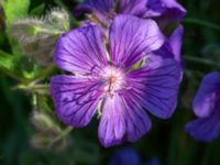 Geranium x magniicum Hamnutfyllnaden, Halmstad, Halland, Sweden 20190606_0114