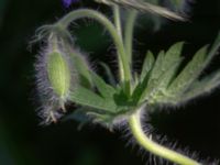 Geranium x magniicum Hamnutfyllnaden, Halmstad, Halland, Sweden 20190606_0117