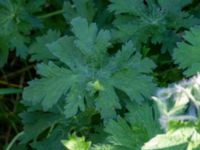 Geranium x magniicum Hamnutfyllnaden, Halmstad, Halland, Sweden 20190606_0118