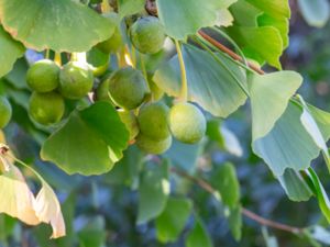 Ginkgoaceae - Gingkoväxter