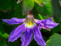 Scaevola aemula Svedala jorddeponi, Svedala, Skåne, Sweden 20231022_0138