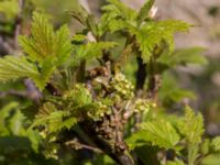 Ribes alpinum Byåsabacken, Ramsåsa, Tomelilla, Skåne, Sweden 20170506_0015