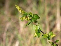 Ribes alpinum Horna, Åhus, Kristianstad, Skåne, Sweden 20150503_0201