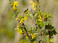 Ribes aureum Terekudden, Bunkeflo strandängar, Malmö, Skåne, Sweden 20160423_0011