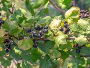 Ribes nigrum - Ribes nigrum - Svarta vinbär