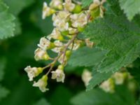 Ribes rubrum 200 m SE Stenberget, Skurup, Skåne, Sweden 20180511_0095