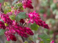 Ribes sanguineum Norra Friluftsstaden, Malmö, Skåne, Sweden 20150409_0011