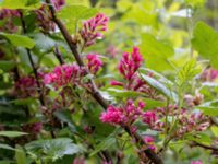 Ribes sanguineum Värsjönäs, Örkelljunga, Skåne, Sweden 20210523_0012