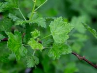 Ribes uva-crispa 200 m SE Stenberget, Skurup, Skåne, Sweden 20180511_0103