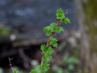 Ribes uva-crispa Alunbruket, Andrarum, Tomelilla, Skåne, Sweden 20170401_0045