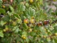 Ribes uva-crispa Burensvik, Båstad, Skåne, Sweden 20170709_0070