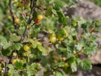 Ribes uva-crispa Burensvik, Båstad, Skåne, Sweden 20170709_0071