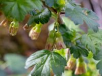 Ribes uva-crispa Hörja kyrka, Hässleholm, Skåne, Sweden 20190504_0196