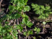 Ribes uva-crispa Ribersborg, Malmö, Skåne, Sweden 20150408_0009