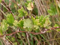 Ribes uva-crispa Strandhem, Bunkeflo strandängar, Malmö, Skåne, Sweden 20180916_0051