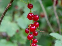 Ribes x houghtonianum Farhults kyrka, Höganäs, Skåne, Sweden 20180718_0125