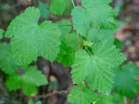 Ribes x houghtonianum Närlunda tegelbruksgrav, Helsingborg, Skåne, Sweden 20180723_0007