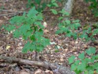 Ribes x pallidum Prästängens NR, Munka-Ljungby, Ängelholm, Skåne, Sweden 20180718_0006