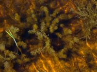 Myriophyllum alterniflorum Flommens golfklubb, Falsterbohalvön, Vellinge, Skåne, Sweden 20160721_0083