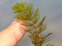 Myriophyllum spicatum Ängsnäset, Falsterbohalvön, Vellinge, Skåne, Sweden 20180802_0007