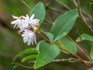 Deutzia crenata - Crenate Deutzia - Strävdeutzia