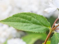 Deutzia crenata Sege by, Burlöv, Malmö, Skåne, Sweden 20230616_0035