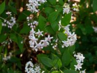 Deutzia crenata Segevång, Malmö, Skåne, Sweden 20190611_0005