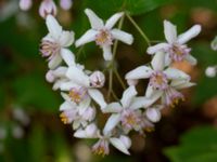 Deutzia crenata Segevång, Malmö, Skåne, Sweden 20190611_0006