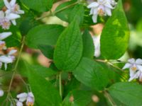 Deutzia crenata Segevång, Malmö, Skåne, Sweden 20190611_0008