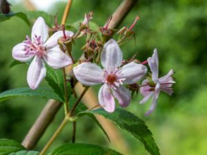 Deutzia purpurascens - Purpurdeutzia