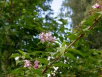 Deutzia purpurascens Värsjönäs, Skånes-Fagerhult, Örkelljunga, Skåne, Sweden 20200725_0155