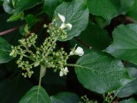 Hydrangea anomala Herrgårdsparken, Fröseke, Uppvidinge, Småland, Sweden 20190608_0513