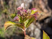 Hortensia macrophylla Grodreservatet, Norra hamnen, Malmö, Skåne, Sweden 20160924_0087