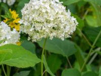 Hydrangea macrophylla Värsjönäs, Skånes Fagerhult, Örkelljunga, Skåne, Sweden 20180711_0216