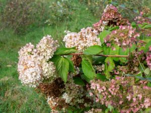 Hydrangea paniculata - Panicled Hydrangea - Vipphortensia