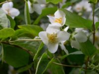 Philadelphus coronarius Scoutstugan, Bunkeflostrand, Malmö, Skåne, Sweden 20160619_0037