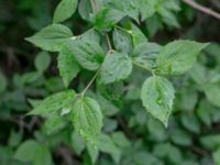 Philadelphus inodorus 1.3 km NNW Beden, Sjöbo, Skåne, Sweden 20180511_0108