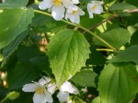 Philadelphus lewisii Ulricedal, Malmö, Skåne, Sweden 20190617_0096